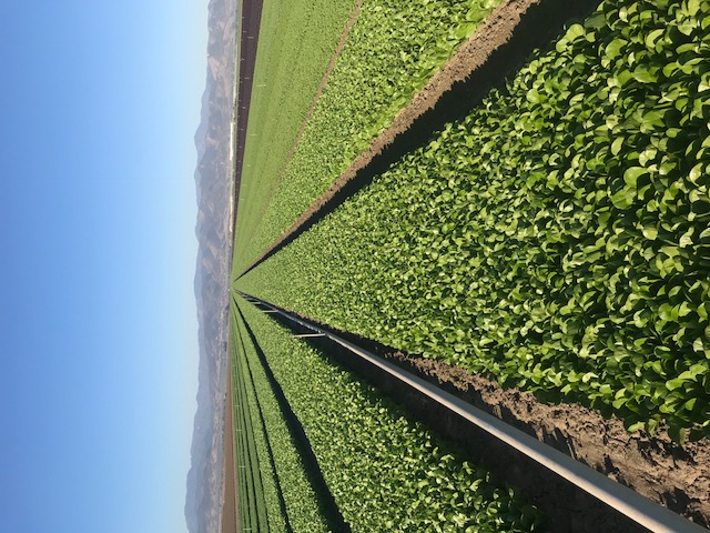 Rows of young crops in a field