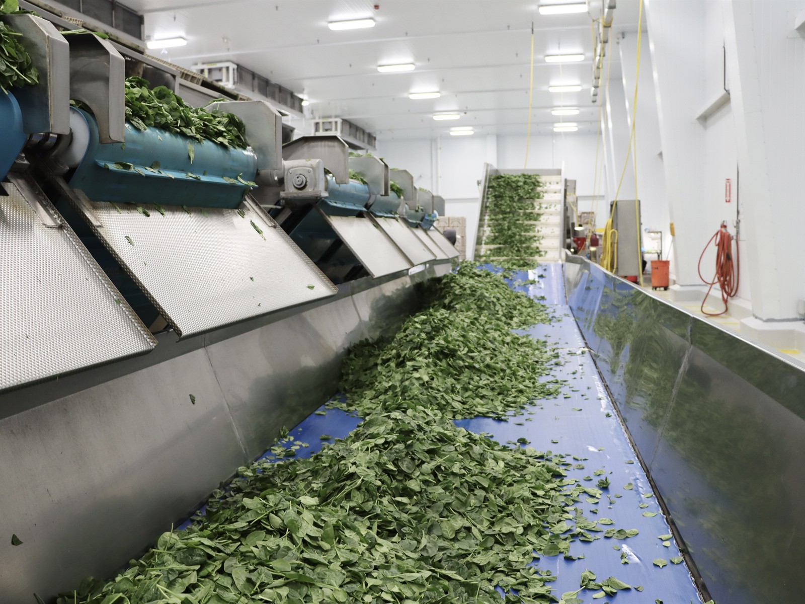 Fresh greens moving through cooling and processing equipment