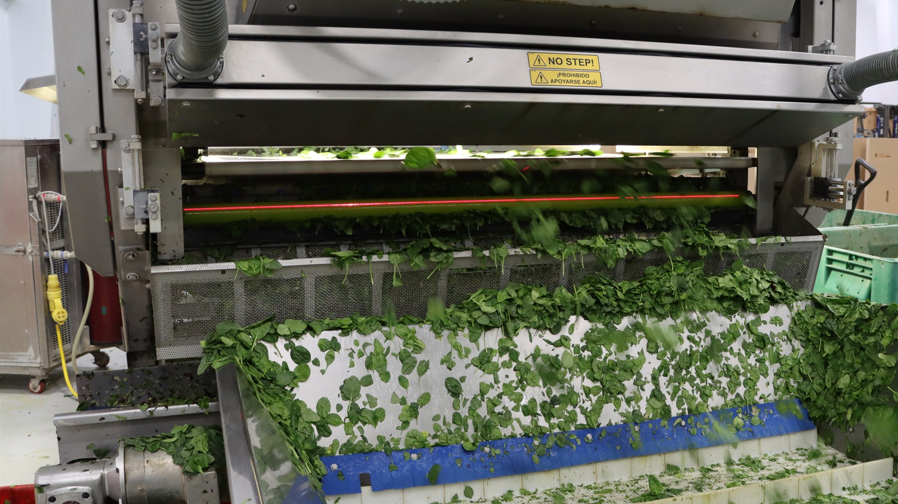 Optical sorting equipment inspecting leafy greens
